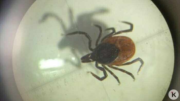 Вот так выглядит настоящий иксодовый клещ | Фото: Евгений Волчев