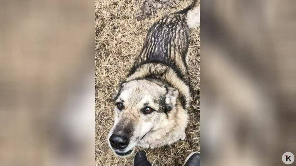 Кетти тоже 12 лет, сильные боли в животе, ждёт обследования | Фото: Галина Головко