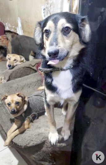 Арамису необходима кастрация: взрослея, он стал кидаться на старичка | Фото: Галина Головко