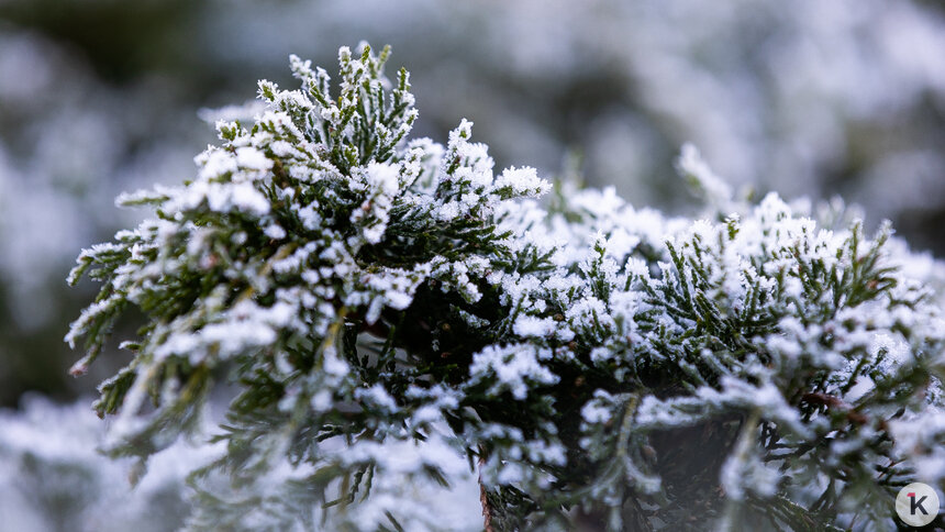 Температура отрицательная: погода в Калининграде и области в четверг - Новости Калининграда | Фото: Александр Подгорчук / «Клопс»