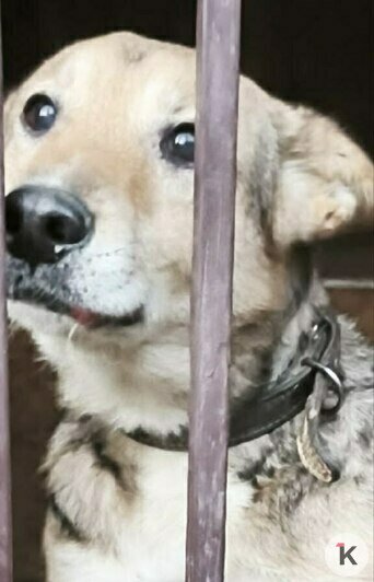 Атосу 9,5 лет, ему удалили опухоль губы, долг перед клиникой не закрыт | Фото: Галина Головко