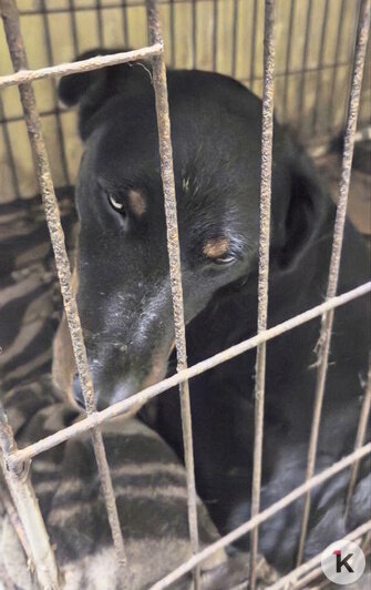 Ягдтерьер Крафт — бывший охотник, без кастрации живёт под замком | Фото: Галина Головко