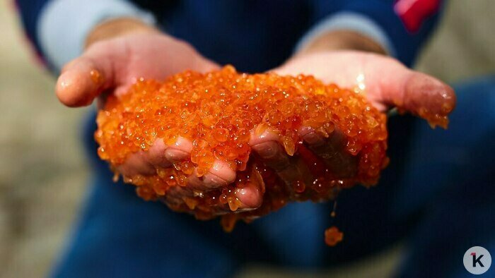 Даже и не пахнет: что в Калининграде продают с развалов под видом красной икры (фото) - Новости Калининграда | Фото: Александр Подгорчук / Архив «Клопс»