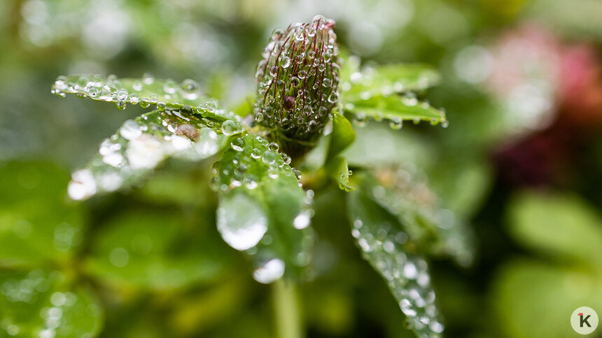 Ожидается потепление: погода в Калининграде и области в пятницу - Новости Калининграда | Фото: Александр Подгорчук / «Клопс»