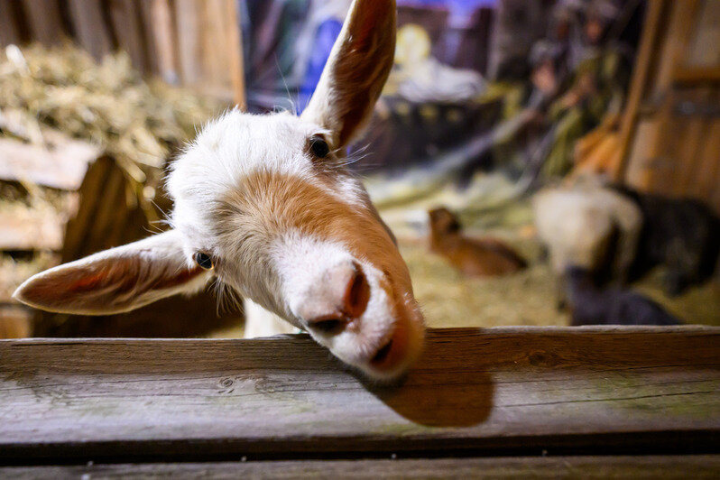 Как отметили католическое Рождество в Калининграде (фоторепортаж) | Фото: Александр Мелехов