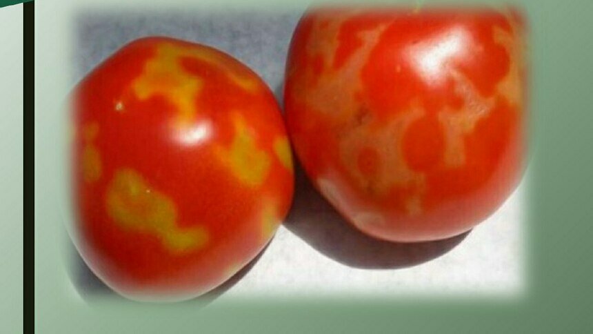 Россельхознадзор не пустил в Калининградскую область заражённые двумя вирусами томаты - Новости Калининграда | Фото: Россельхознадзор