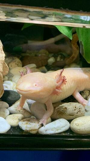 «Не против съесть на завтрак мидий»: в Музее Мирового океана рассказали про своего забавного обитателя — аксолотля Лунтика (фото)   - Новости Калининграда | Фото: пресс-служба Музея Мирового океана