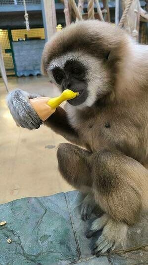 В Калининградском зоопарке обезьян побаловали подарками — они сразу нашли им применение (фото) - Новости Калининграда | Фото: пресс-служба Калининградского зоопарка