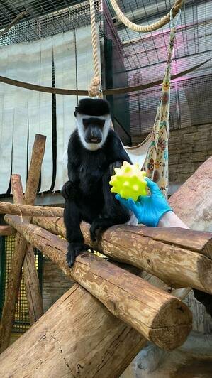 В Калининградском зоопарке обезьян побаловали подарками — они сразу нашли им применение (фото) - Новости Калининграда | Фото: пресс-служба Калининградского зоопарка