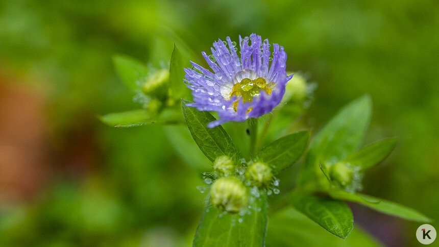 Пойдёт дождь: погода в Калининграде и области в субботу - Новости Калининграда | Фото: Александр Подгорчук / «Клопс»