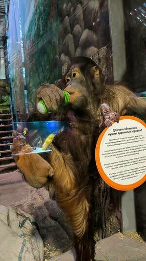 В Калининградском зоопарке обезьян побаловали подарками — они сразу нашли им применение (фото) - Новости Калининграда | Фото: пресс-служба Калининградского зоопарка