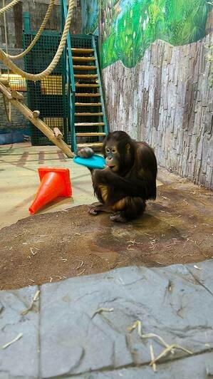 В Калининградском зоопарке обезьян побаловали подарками — они сразу нашли им применение (фото) - Новости Калининграда | Фото: пресс-служба Калининградского зоопарка