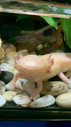 «Не против съесть на завтрак мидий»: в Музее Мирового океана рассказали про своего забавного обитателя — аксолотля Лунтика (фото)   - Новости Калининграда | Фото: пресс-служба Музея Мирового океана