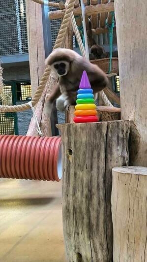 В Калининградском зоопарке обезьян побаловали подарками — они сразу нашли им применение (фото) - Новости Калининграда | Фото: пресс-служба Калининградского зоопарка