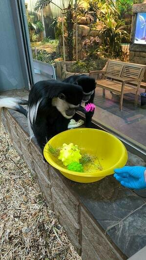 В Калининградском зоопарке обезьян побаловали подарками — они сразу нашли им применение (фото) - Новости Калининграда | Фото: пресс-служба Калининградского зоопарка