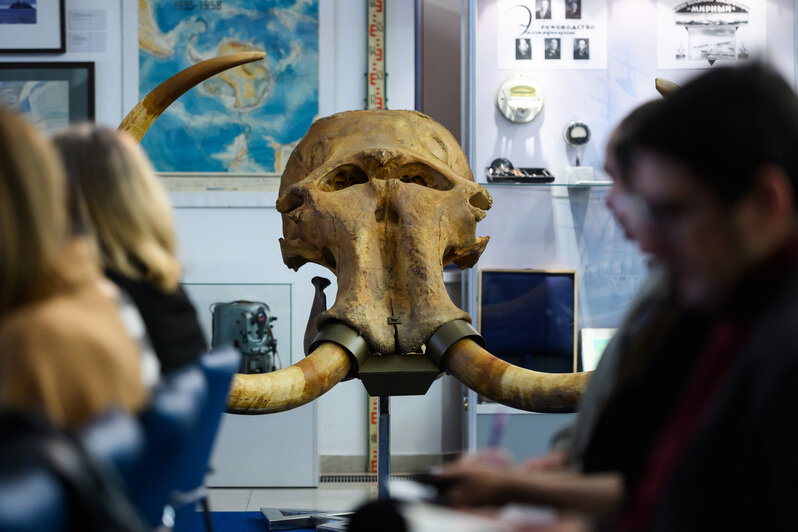 Череп 40-летнего мамонта. | Фото: Александр Мелехов