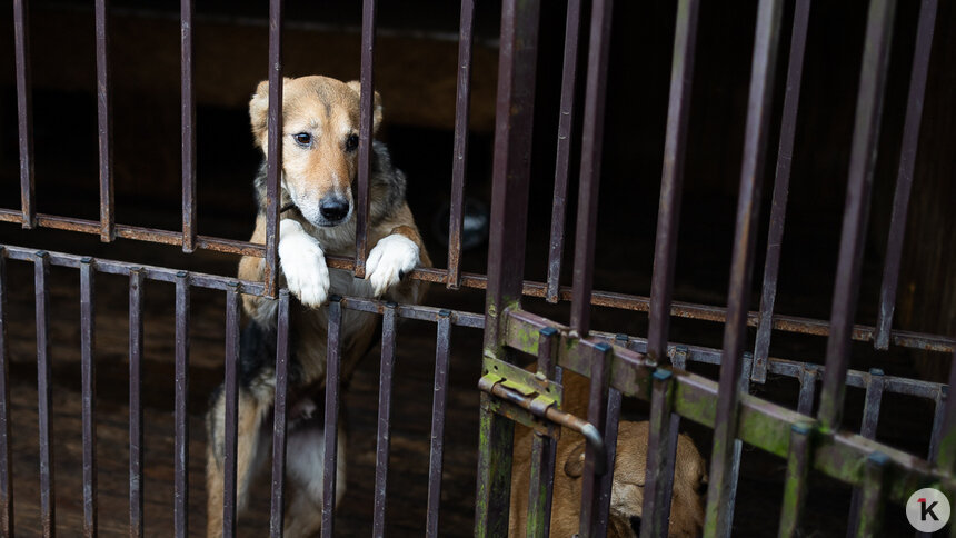 «Это не плохое поведение, а сигнал о помощи»: кинологи рассказали, как защитить собаку в новогоднюю ночь - Новости Калининграда | Фото: Александр Подгорчук / Архив «Клопс»