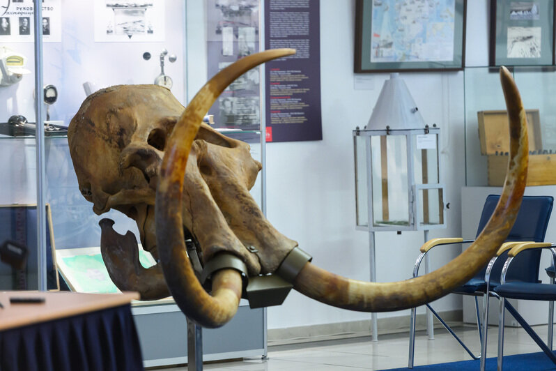 Череп 40-летнего мамонта. | Фото: Александр Мелехов