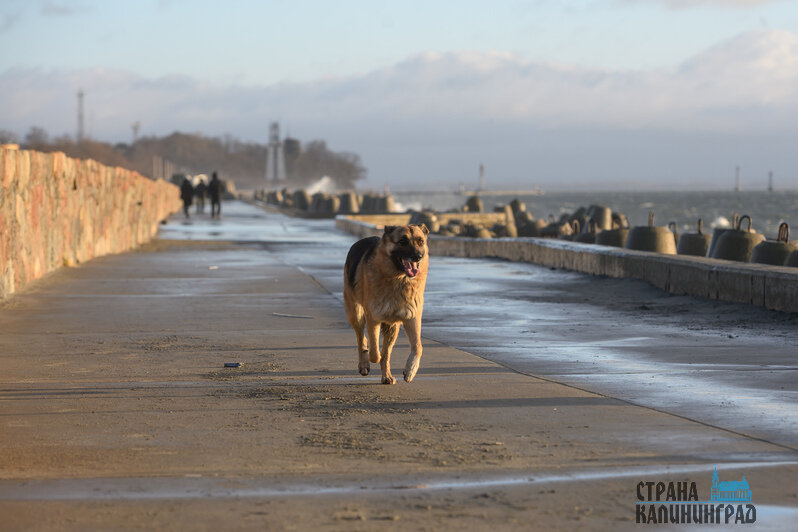 Стихия завораживает: Балтийск во власти шторма (фото)