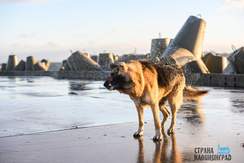 Стихия завораживает: Балтийск во власти шторма (фото)
