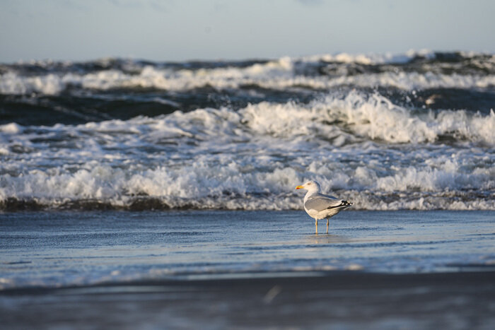 Стихия завораживает: Балтийск во власти шторма (фото)