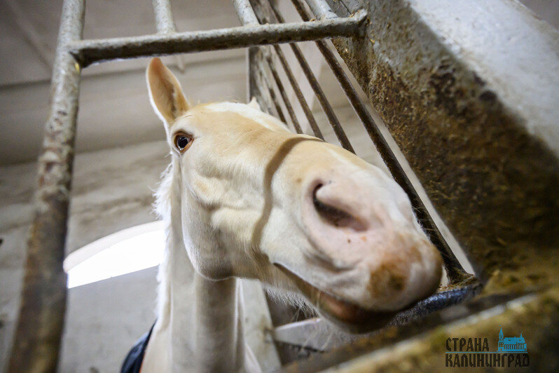 Жеребята всегда рады пообщаться с посетителями и друг с другом. У коней с взаимодействием всё сложнее     | Фото: Александр Мелехов