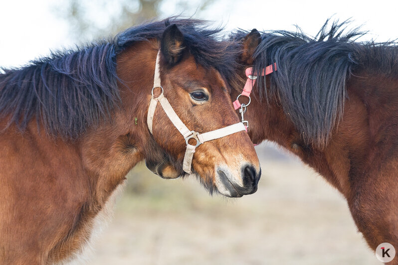 «Клопс» собрал самые красивые снимки грациозных и милых лошадей, которые станут символом 2026-го (фоторепортаж) - Новости Калининграда | Фото: Александр Подгорчук / «Клопс»