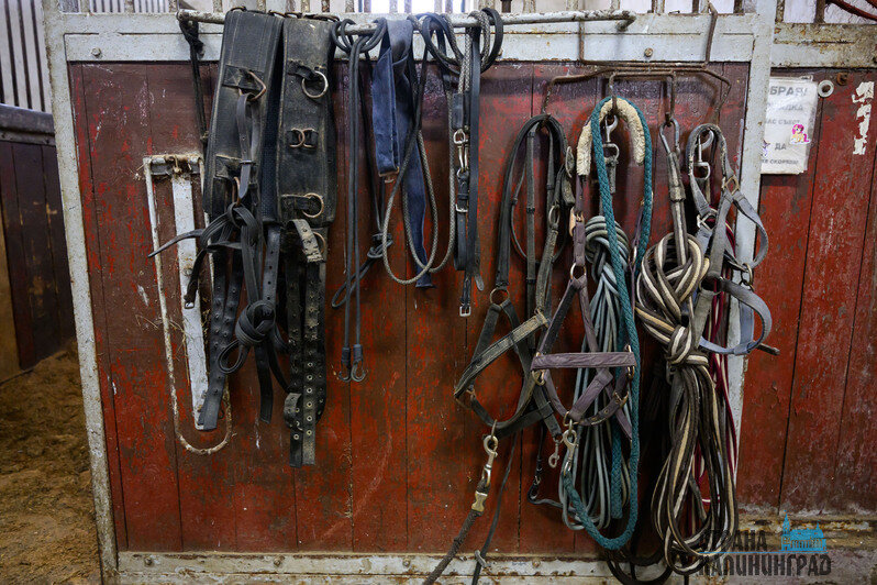 Когда ты предан лошади, она становится преданной тебе  | Фото: Александр Мелехов