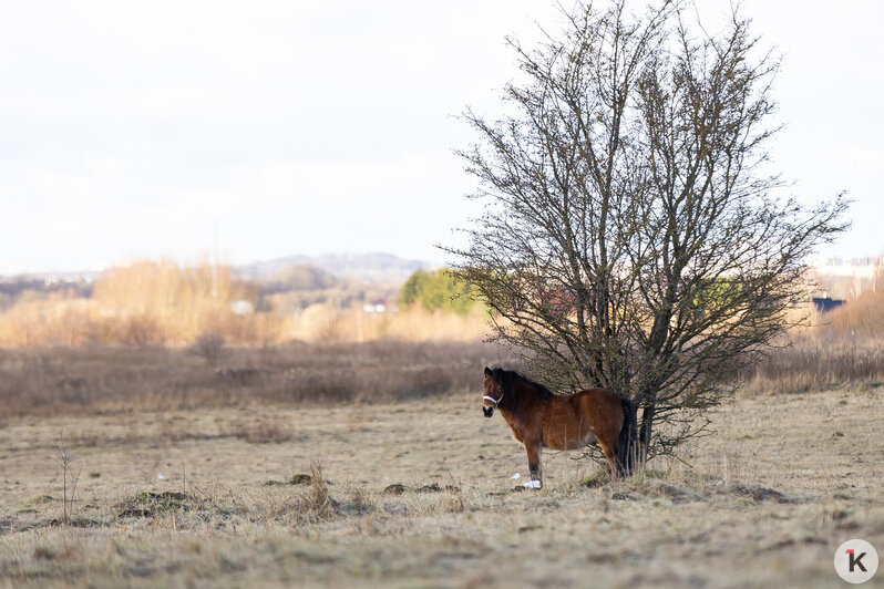 «Клопс» собрал самые красивые снимки грациозных и милых лошадей, которые станут символом 2026-го (фоторепортаж) - Новости Калининграда | Фото: Александр Подгорчук / «Клопс»