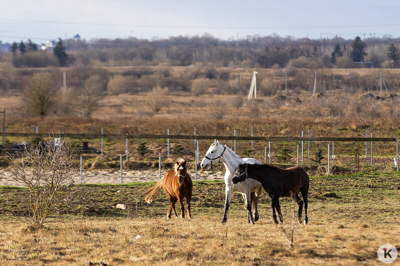 «Клопс» собрал самые красивые снимки грациозных и милых лошадей, которые станут символом 2026-го (фоторепортаж) - Новости Калининграда | Фото: Александр Подгорчук / «Клопс»