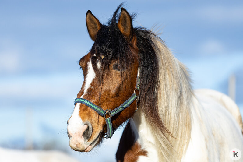 «Клопс» собрал самые красивые снимки грациозных и милых лошадей, которые станут символом 2026-го (фоторепортаж) - Новости Калининграда | Фото: Александр Подгорчук / «Клопс»