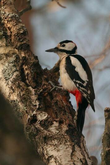 Просто лес или чудо природы: почему Куршская коса разочаровывает одних и влюбляет в себя других (фото)                                                                                              - Новости Калининграда | Фото: из архива Ксении Гончаровой