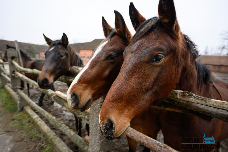 Жеребята всегда рады пообщаться с посетителями и друг с другом. У коней с взаимодействием всё сложнее     | Фото: Александр Мелехов