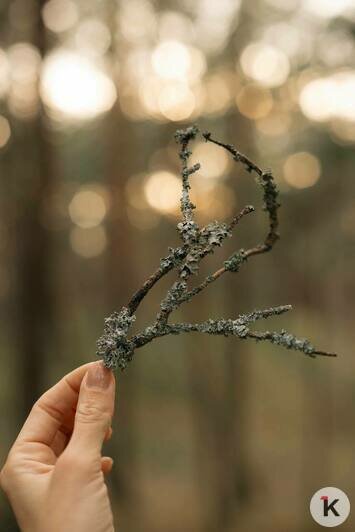 Просто лес или чудо природы: почему Куршская коса разочаровывает одних и влюбляет в себя других (фото)                                                                                              - Новости Калининграда | Фото: из архива Ксении Гончаровой