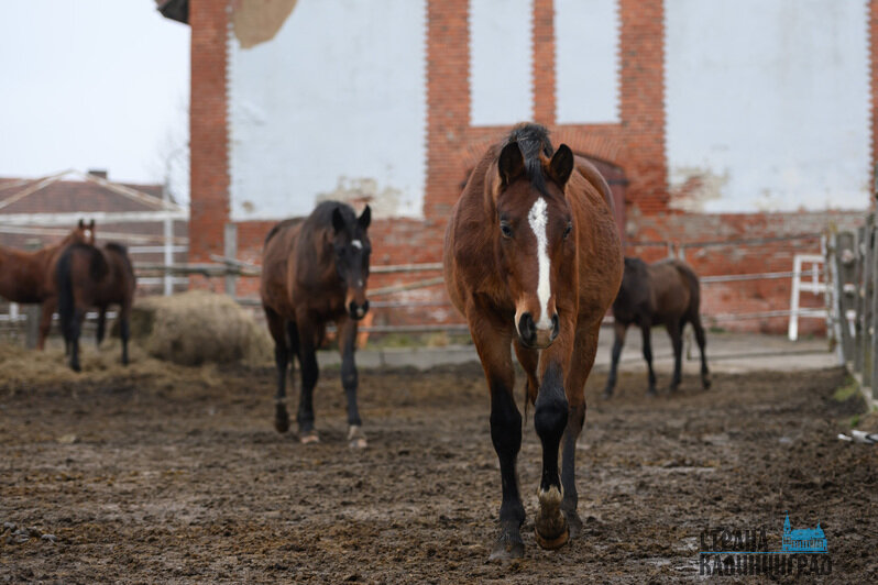 Жеребята всегда рады пообщаться с посетителями и друг с другом. У коней с взаимодействием всё сложнее     | Фото: Александр Мелехов