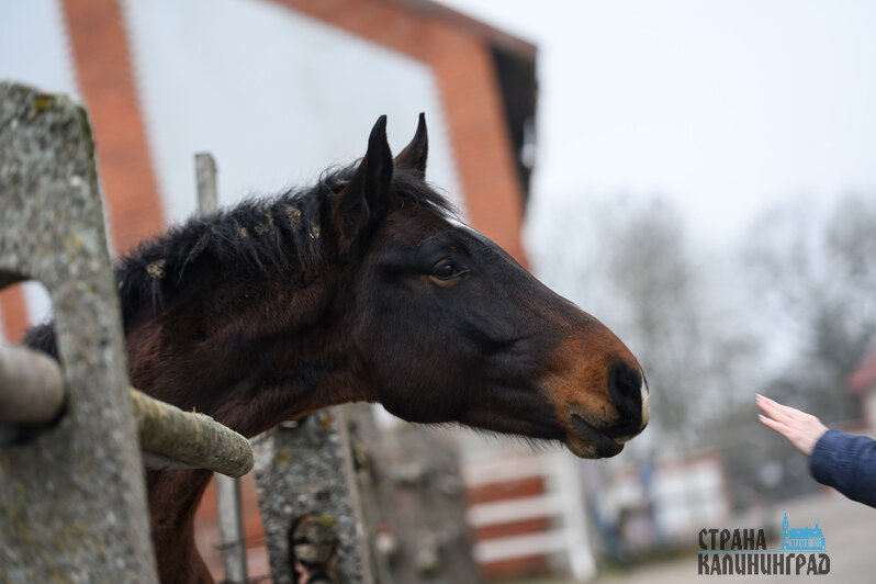 Жеребята всегда рады пообщаться с посетителями и друг с другом. У коней с взаимодействием всё сложнее     | Фото: Александр Мелехов