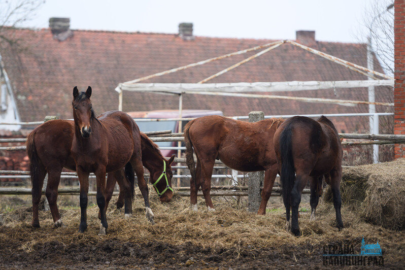 Жеребята всегда рады пообщаться с посетителями и друг с другом. У коней с взаимодействием всё сложнее     | Фото: Александр Мелехов
