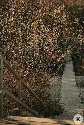 Просто лес или чудо природы: почему Куршская коса разочаровывает одних и влюбляет в себя других (фото)                                                                                              - Новости Калининграда | Фото: из архива Ксении Гончаровой