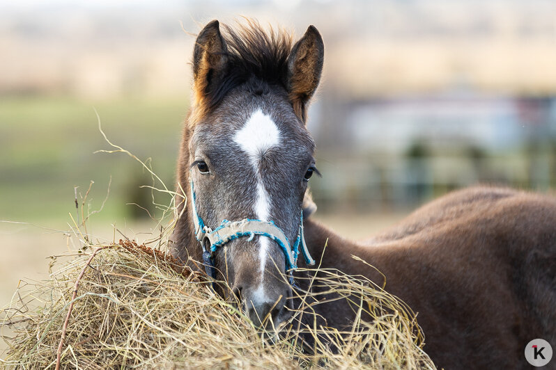 «Клопс» собрал самые красивые снимки грациозных и милых лошадей, которые станут символом 2026-го (фоторепортаж) - Новости Калининграда | Фото: Александр Подгорчук / «Клопс»