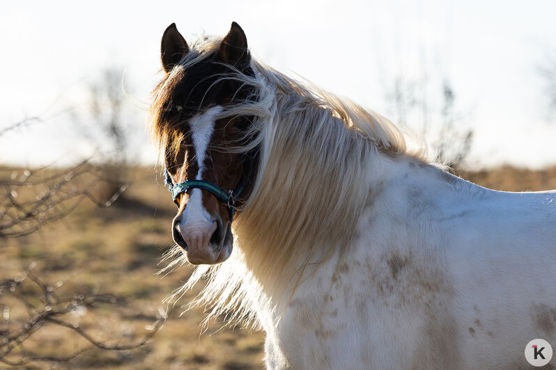 «Клопс» собрал самые красивые снимки грациозных и милых лошадей, которые станут символом 2026-го (фоторепортаж) - Новости Калининграда | Фото: Александр Подгорчук / «Клопс»
