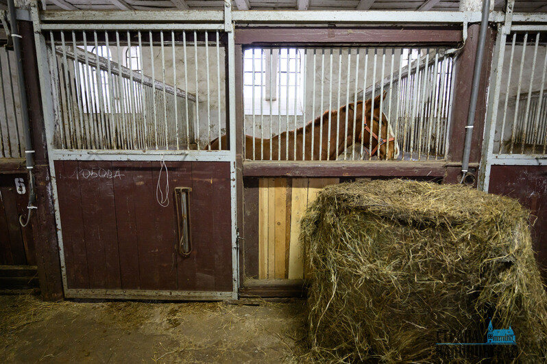 Жеребята всегда рады пообщаться с посетителями и друг с другом. У коней с взаимодействием всё сложнее     | Фото: Александр Мелехов