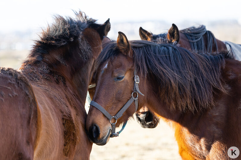 «Клопс» собрал самые красивые снимки грациозных и милых лошадей, которые станут символом 2026-го (фоторепортаж) - Новости Калининграда | Фото: Александр Подгорчук / «Клопс»