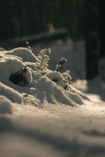 Просто лес или чудо природы: почему Куршская коса разочаровывает одних и влюбляет в себя других (фото)                                                                                              - Новости Калининграда | Фото: из архива Ксении Гончаровой