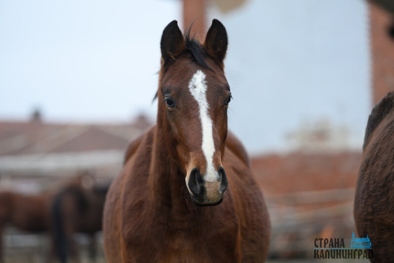 Жеребята всегда рады пообщаться с посетителями и друг с другом. У коней с взаимодействием всё сложнее     | Фото: Александр Мелехов