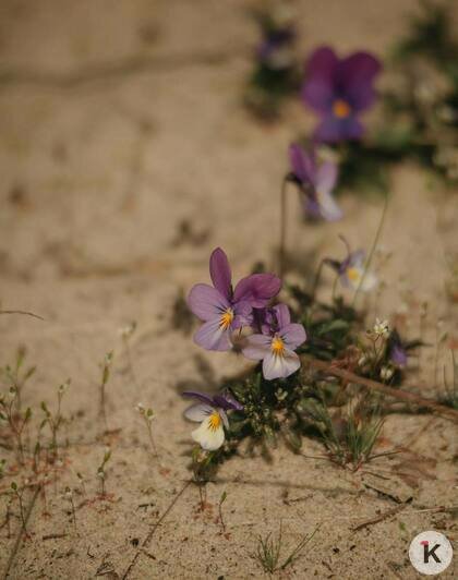 Просто лес или чудо природы: почему Куршская коса разочаровывает одних и влюбляет в себя других (фото)                                                                                              - Новости Калининграда | Фото: из архива Ксении Гончаровой