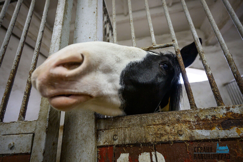 Жеребята всегда рады пообщаться с посетителями и друг с другом. У коней с взаимодействием всё сложнее     | Фото: Александр Мелехов