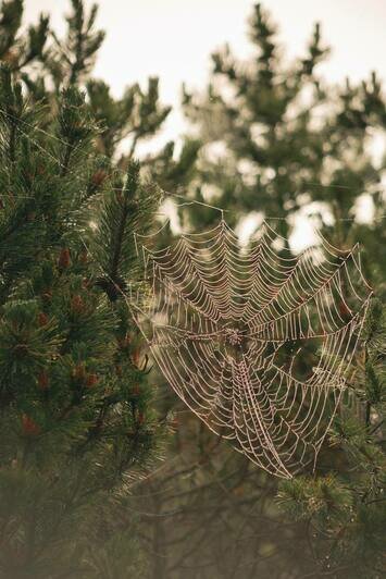 Просто лес или чудо природы: почему Куршская коса разочаровывает одних и влюбляет в себя других (фото)                                                                                              - Новости Калининграда | Фото: из архива Ксении Гончаровой