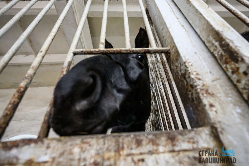 Жеребята всегда рады пообщаться с посетителями и друг с другом. У коней с взаимодействием всё сложнее     | Фото: Александр Мелехов