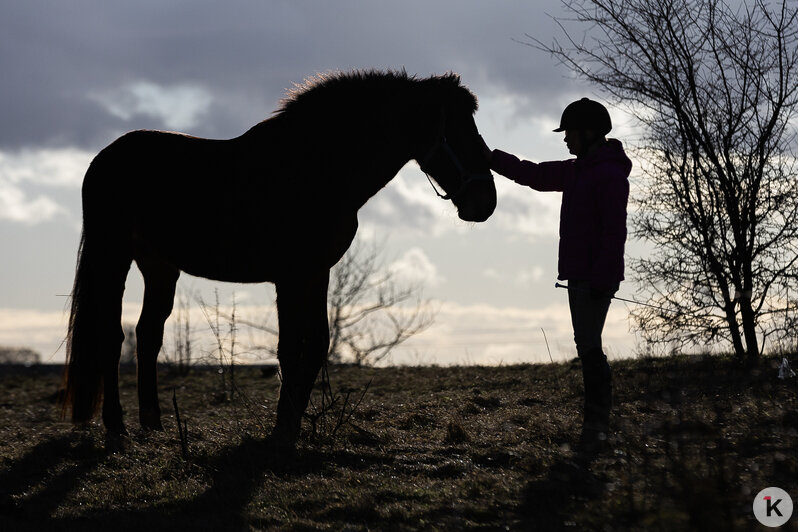 «Клопс» собрал самые красивые снимки грациозных и милых лошадей, которые станут символом 2026-го (фоторепортаж) - Новости Калининграда | Фото: Александр Подгорчук / «Клопс»