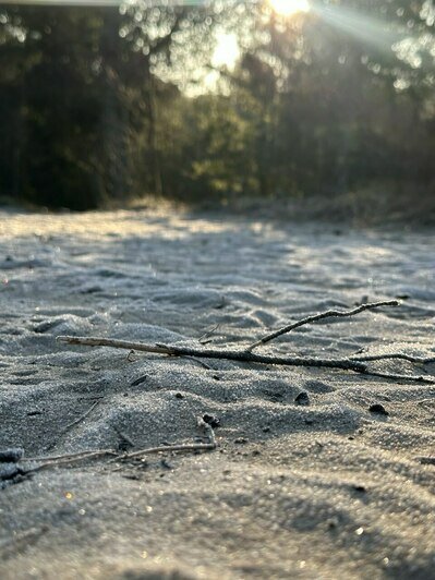 Просто лес или чудо природы: почему Куршская коса разочаровывает одних и влюбляет в себя других (фото)                                                                                              - Новости Калининграда | Фото: из архива Ксении Гончаровой